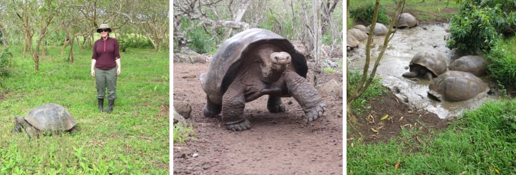 Galapagos tortoise