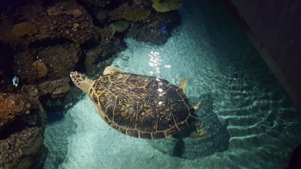 Sea Turtle at National Aquarium