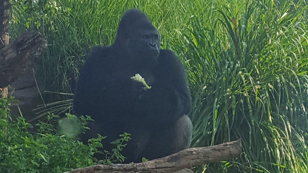 Gorilla at Houston Zoo