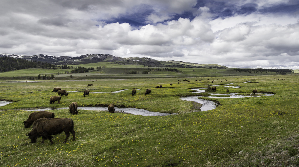 Bison along Rose Creek in Lamar Valley