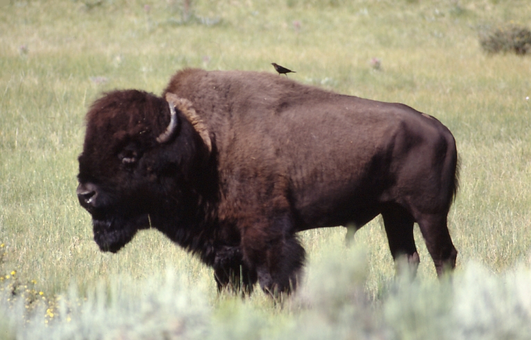 Bison at Grand Teton National Park