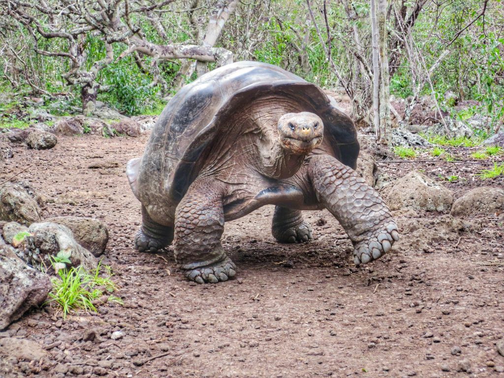 Galapagos Giant Tortoise