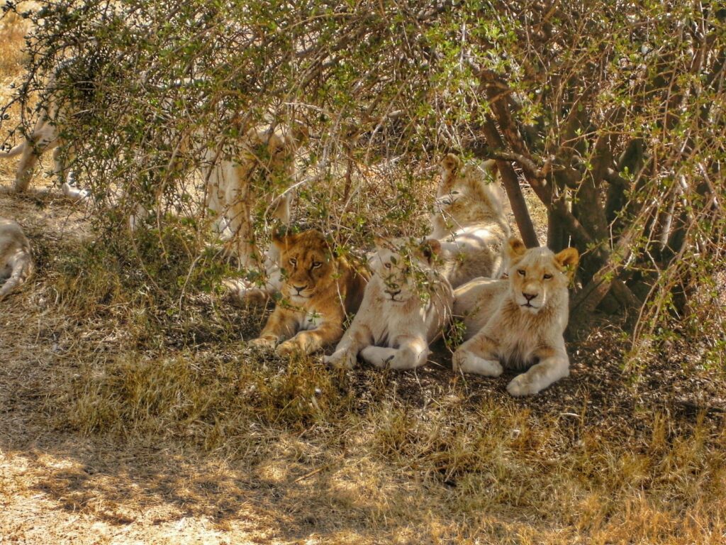 Lions in South Africa