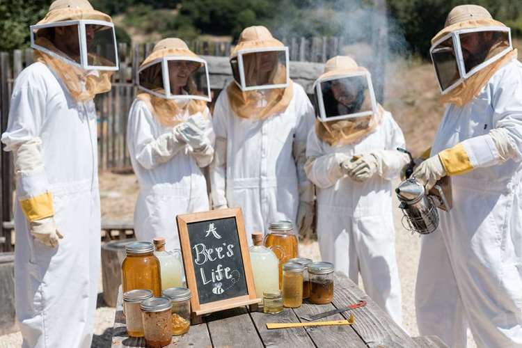 Bee Experience at Carmel Valley Ranch