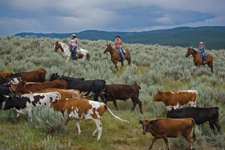 Cattle Drive at The Resort at Paws Up