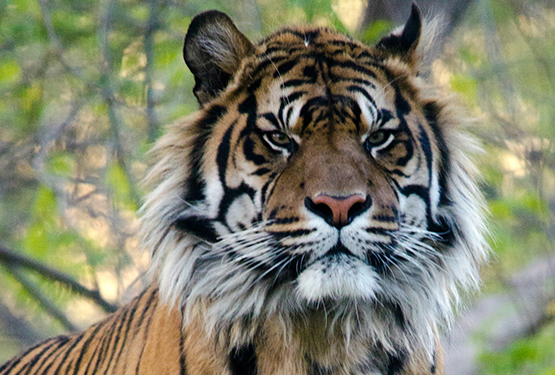 Tiger at Phoenix Zoo