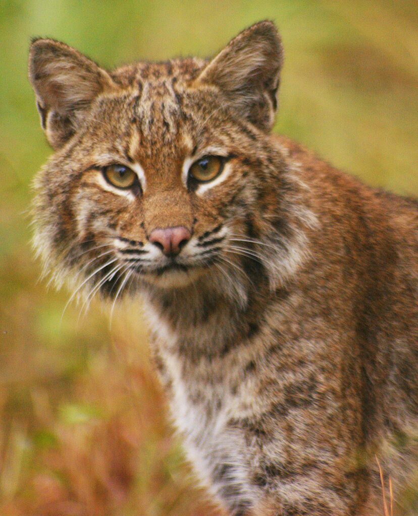 Bobcat