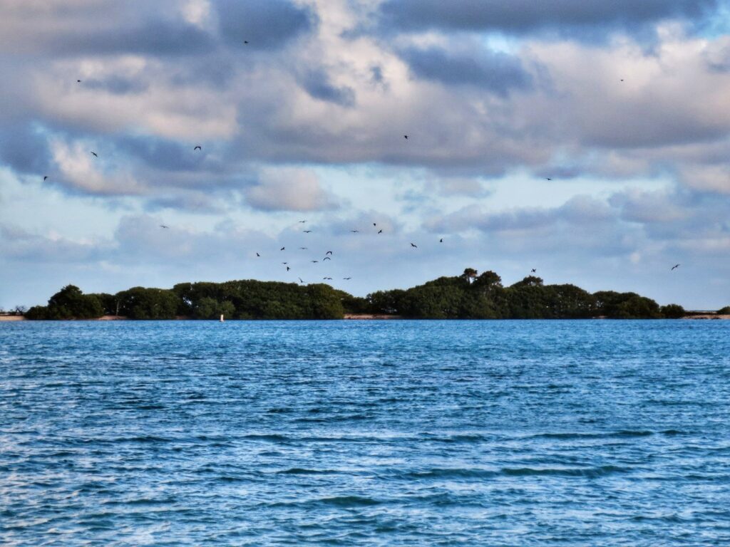 Birds at Bush Key