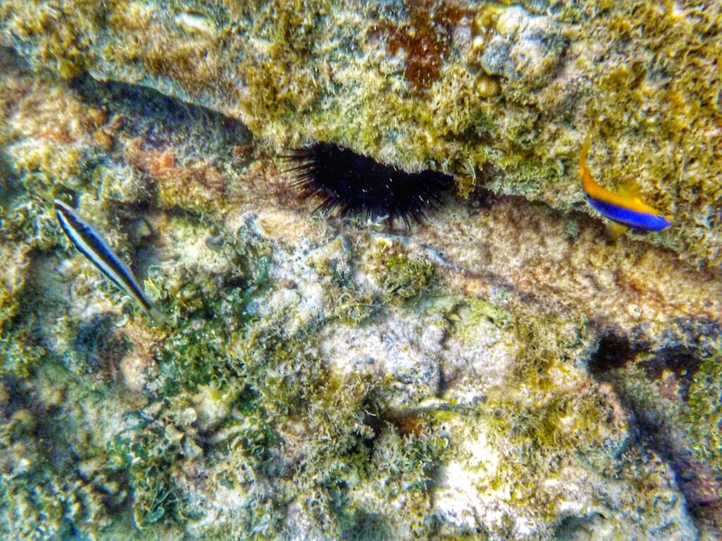 Marine life next to the moat at Dry Tortugas National Park