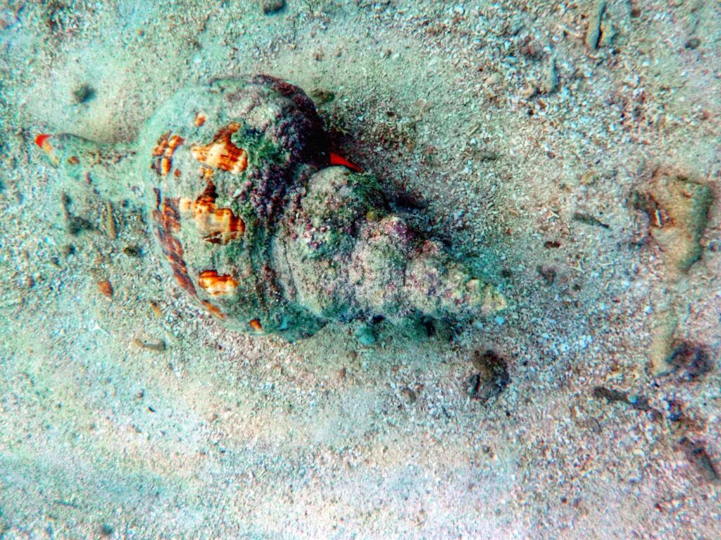 Seashell on the seabed at Dry Tortugas National Park