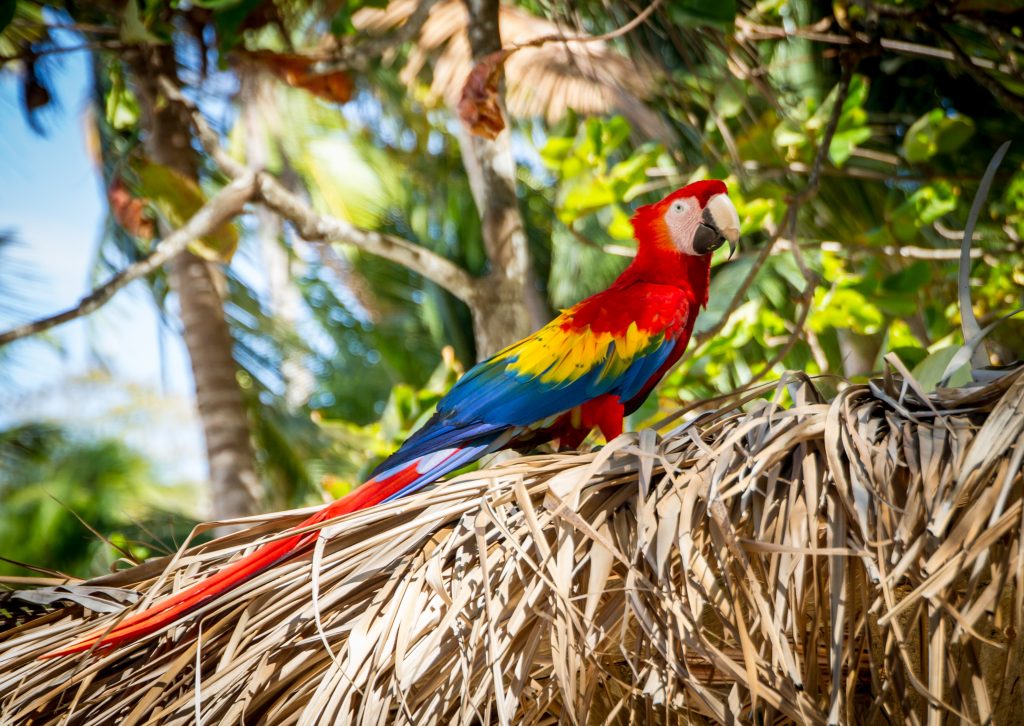 Parrot in Costa Rica